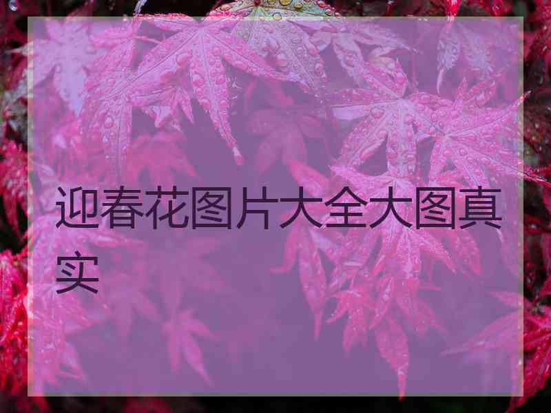 迎春花图片大全大图真实