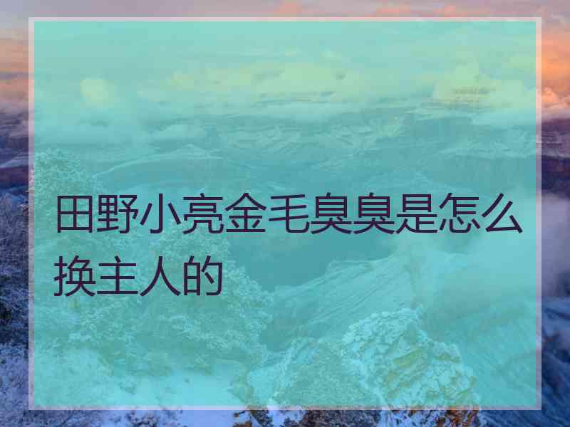 田野小亮金毛臭臭是怎么换主人的