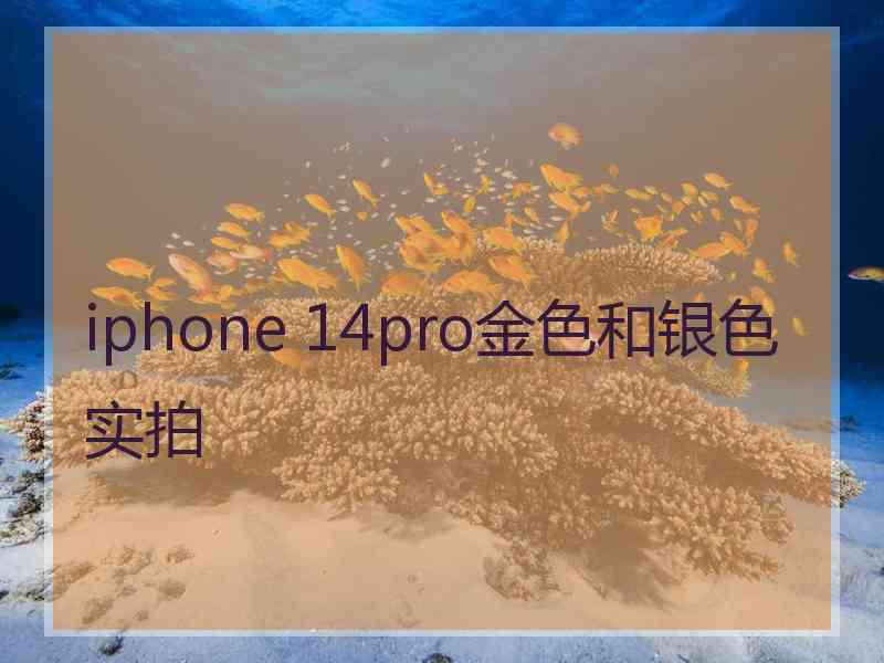 iphone 14pro金色和银色实拍