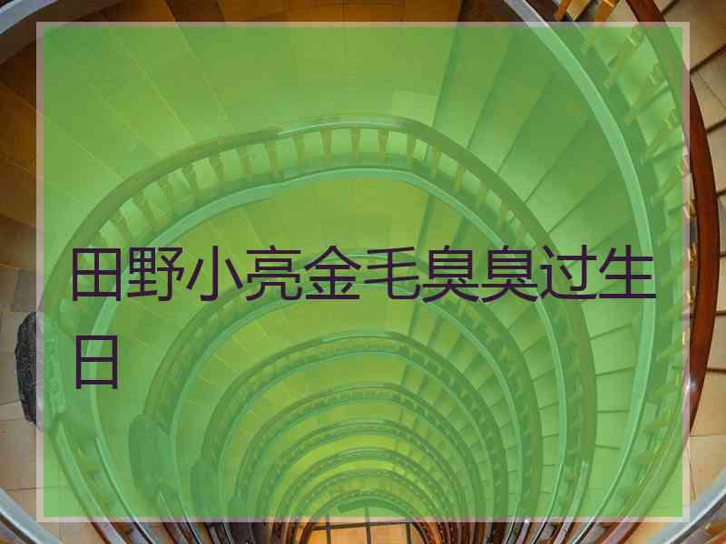 田野小亮金毛臭臭过生日