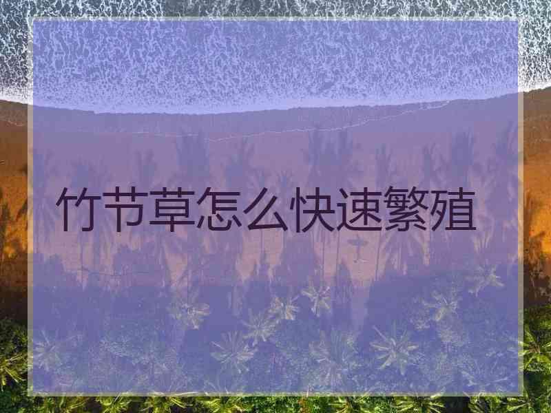 竹节草怎么快速繁殖