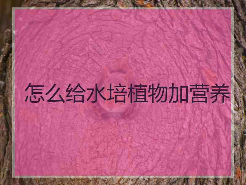 怎么给水培植物加营养