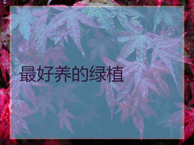 最好养的绿植