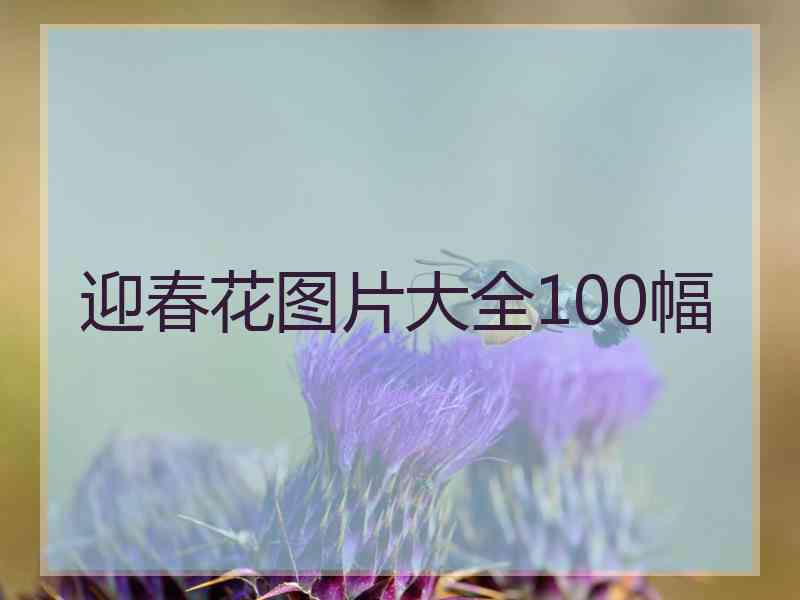 迎春花图片大全100幅