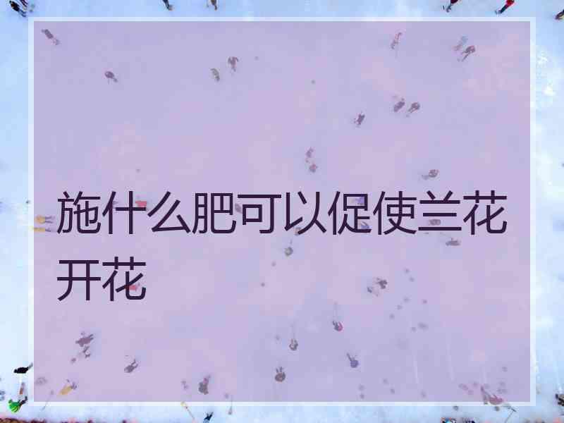 施什么肥可以促使兰花开花