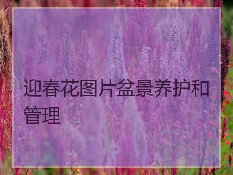 迎春花图片盆景养护和管理