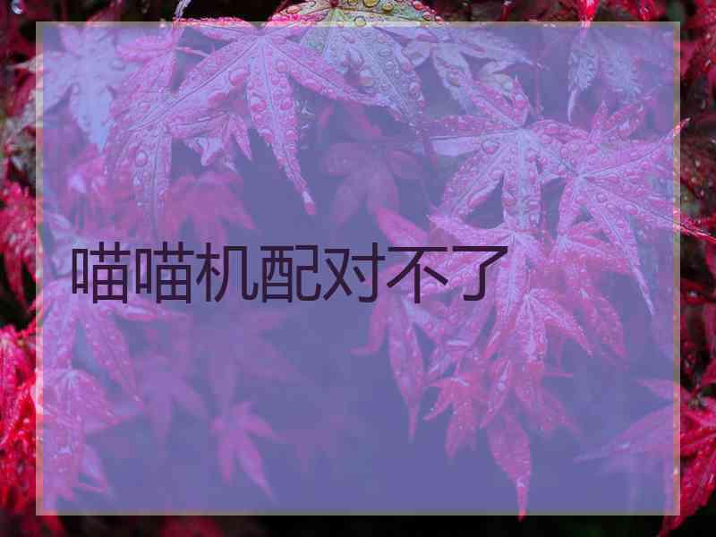 喵喵机配对不了