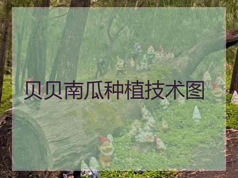 贝贝南瓜种植技术图