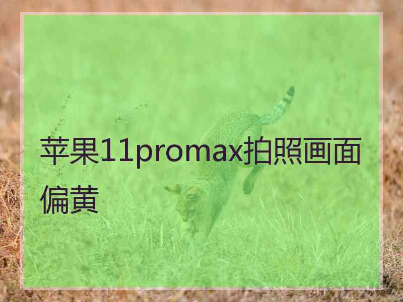 苹果11promax拍照画面偏黄