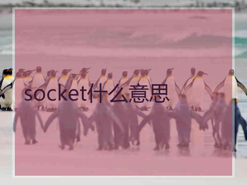 socket什么意思