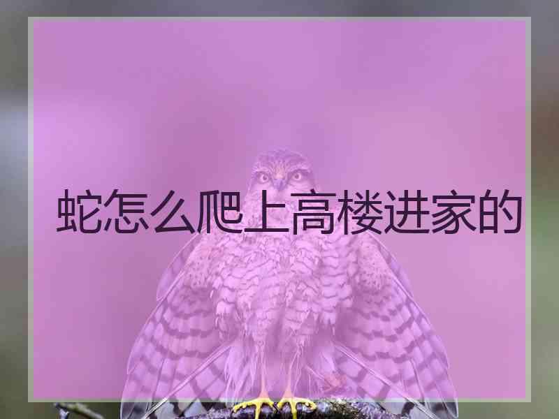 蛇怎么爬上高楼进家的