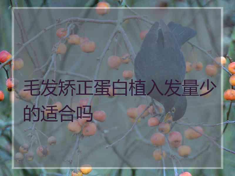 毛发矫正蛋白植入发量少的适合吗