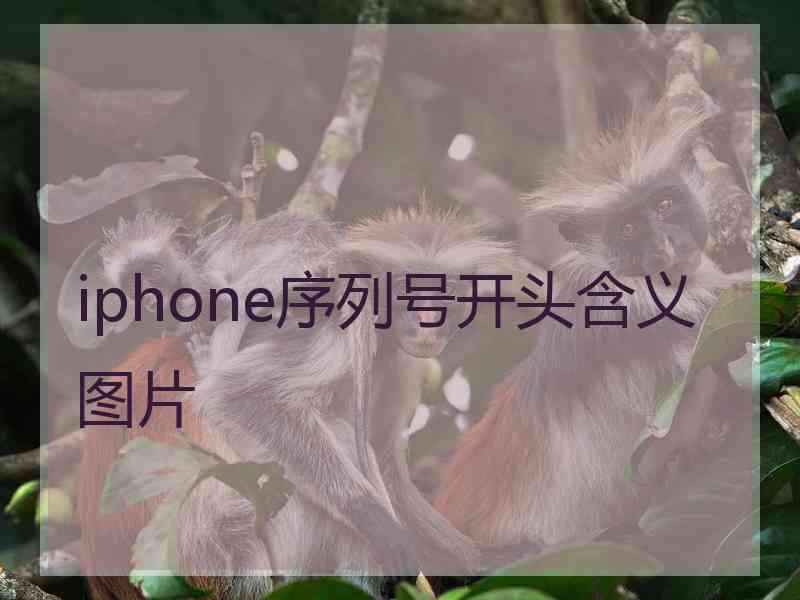 iphone序列号开头含义图片