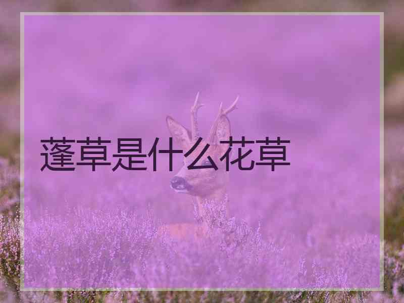 蓬草是什么花草