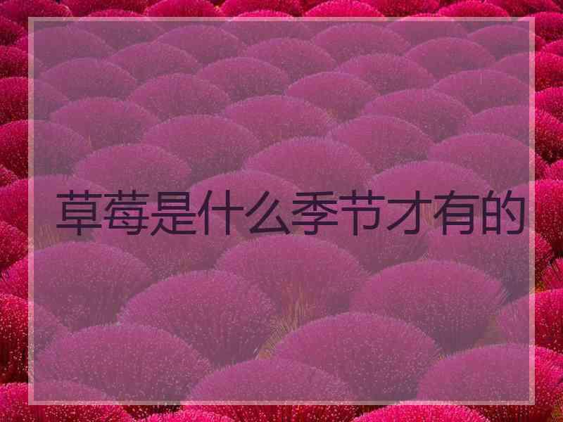 草莓是什么季节才有的