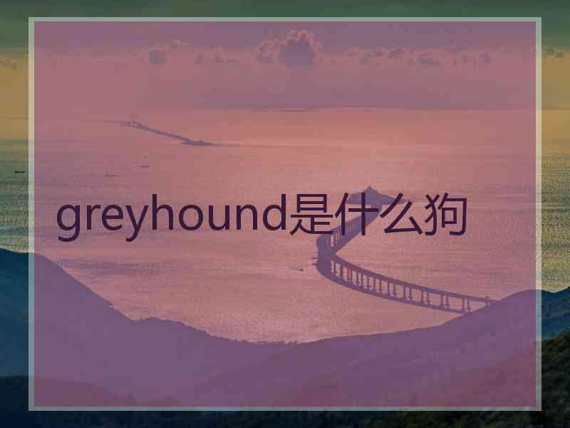 greyhound是什么狗