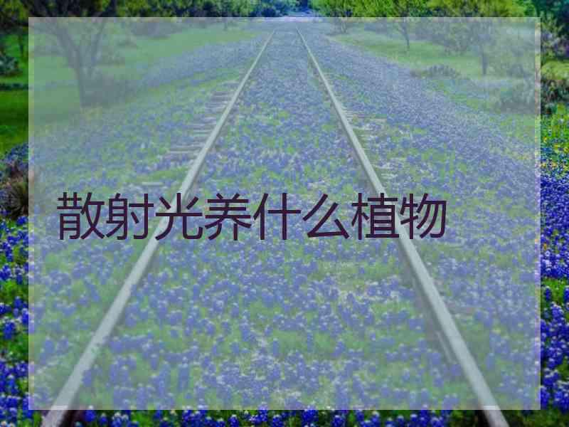 散射光养什么植物