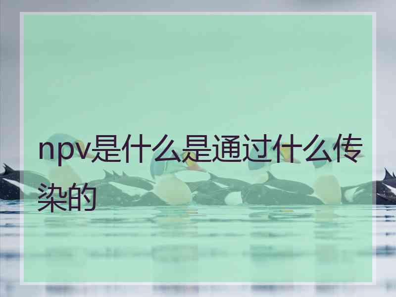 npv是什么是通过什么传染的