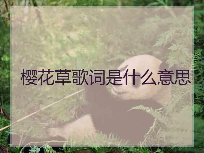 樱花草歌词是什么意思