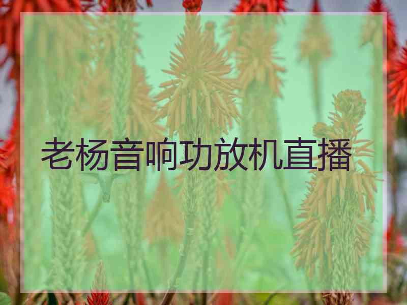 老杨音响功放机直播