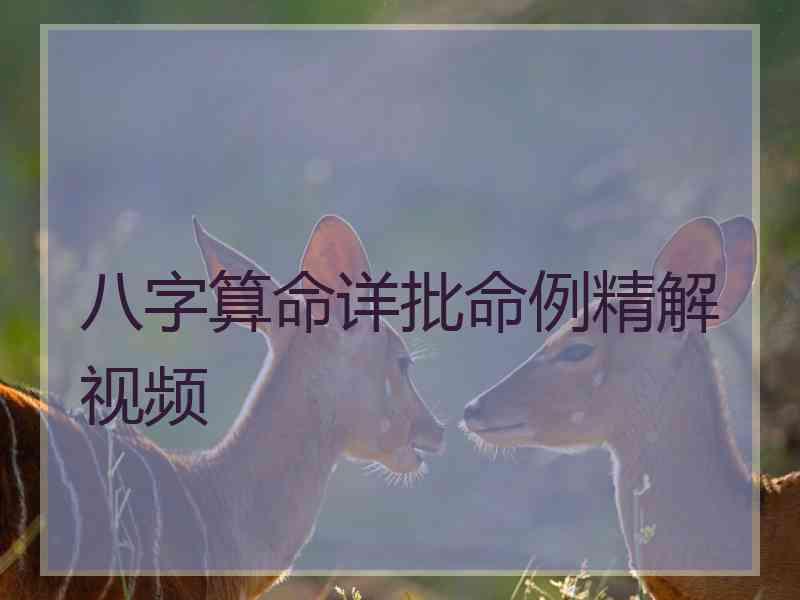 八字算命详批命例精解视频