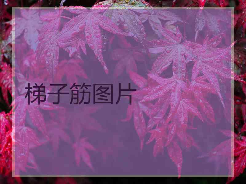 梯子筋图片