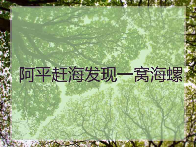 阿平赶海发现一窝海螺