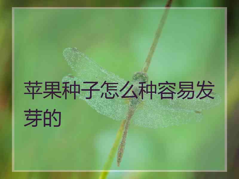 苹果种子怎么种容易发芽的