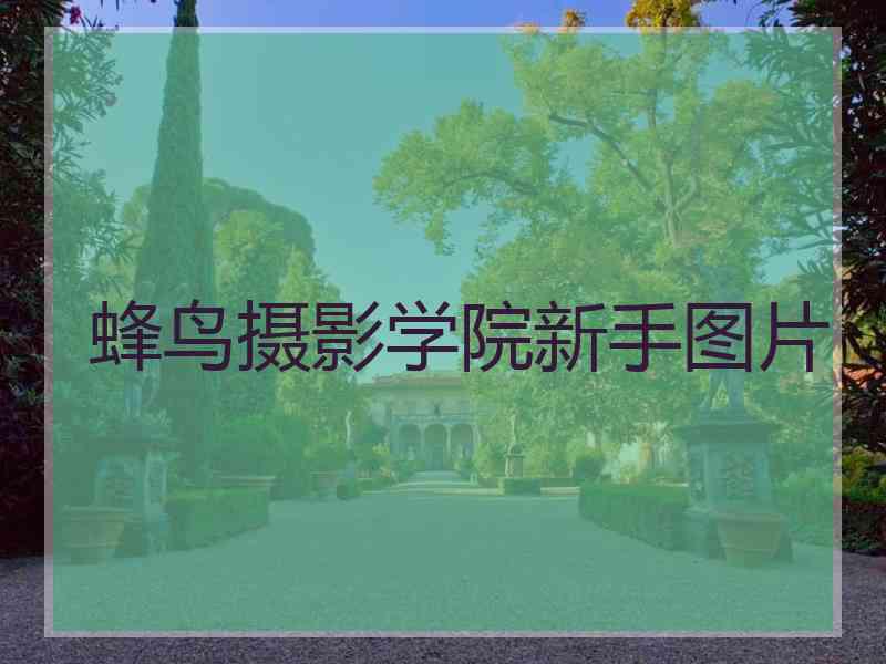 蜂鸟摄影学院新手图片