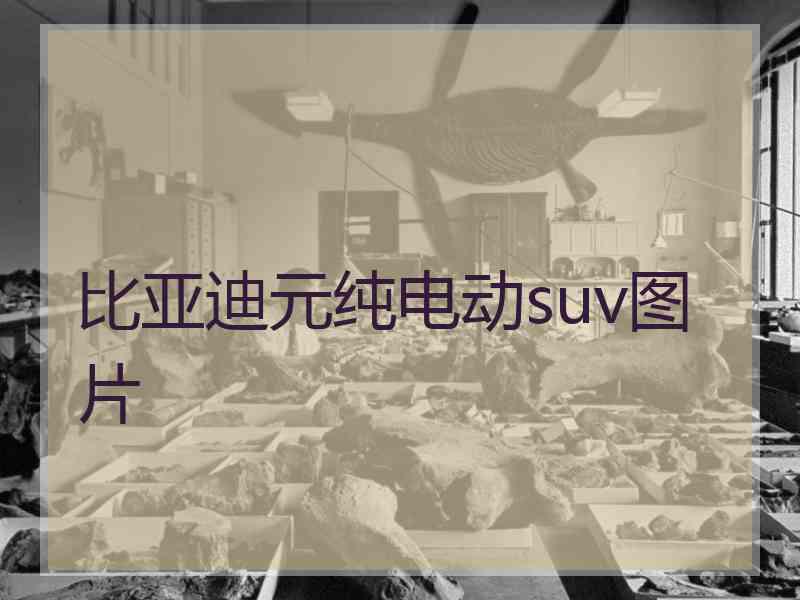 比亚迪元纯电动suv图片