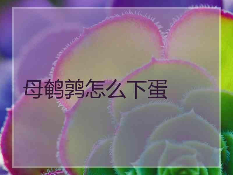 母鹌鹑怎么下蛋