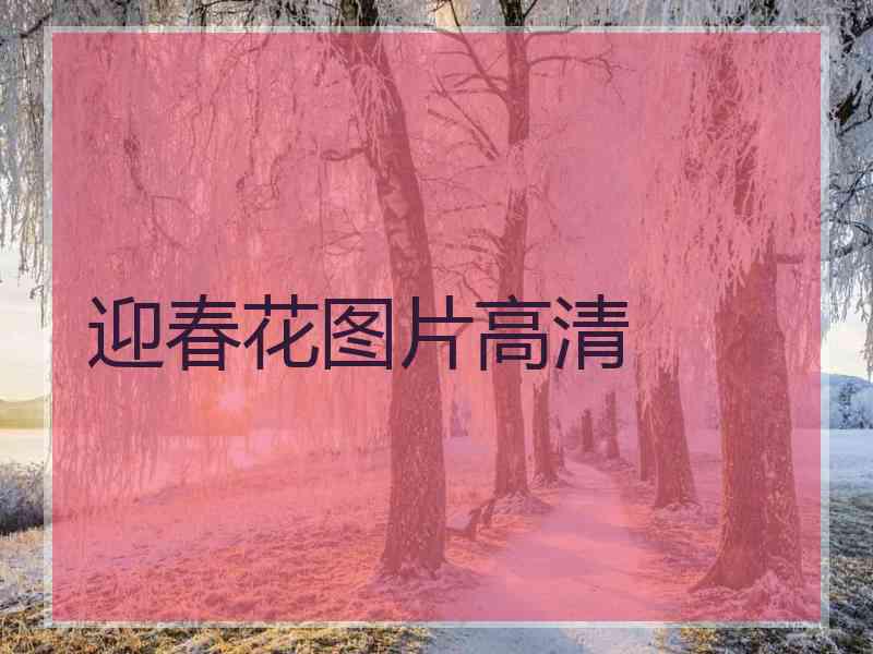 迎春花图片高清