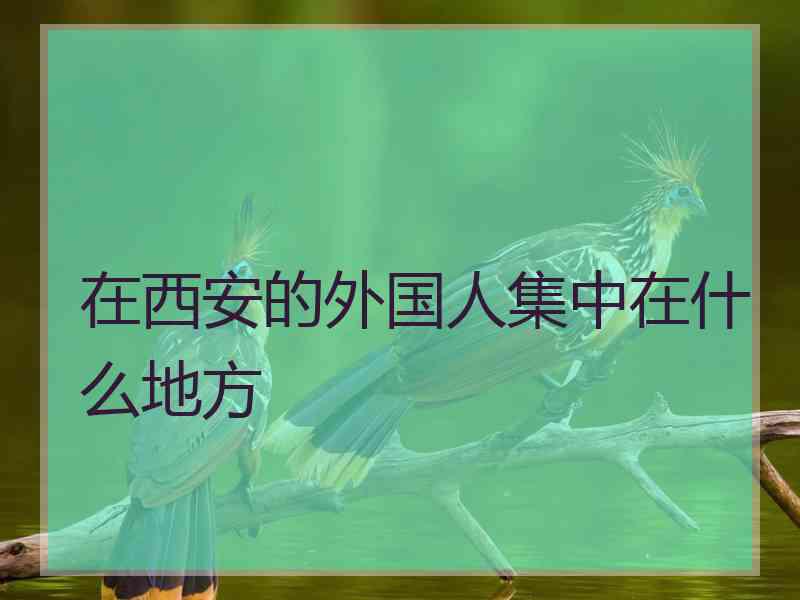 在西安的外国人集中在什么地方