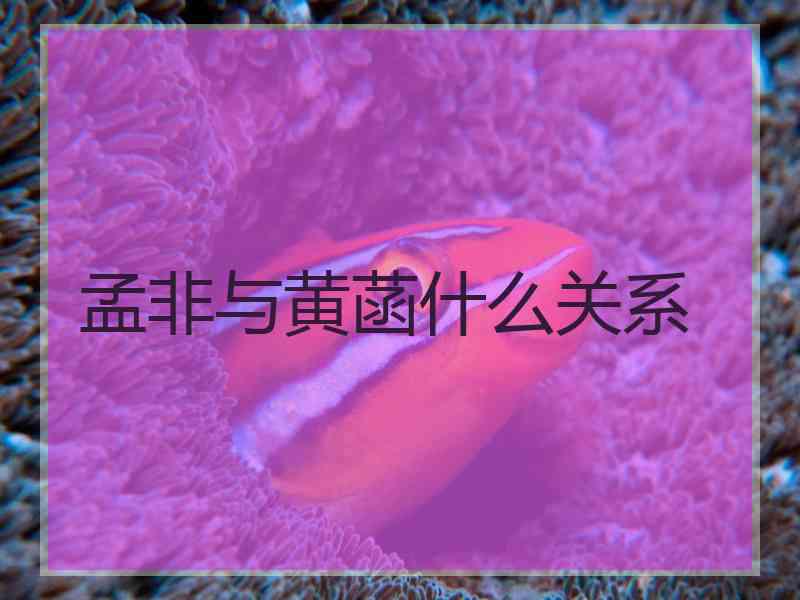 孟非与黄菡什么关系