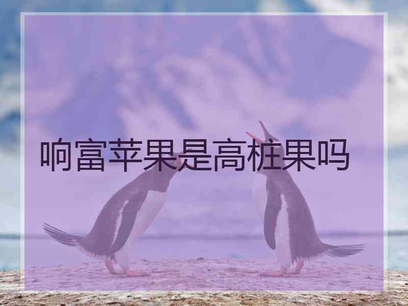 响富苹果是高桩果吗