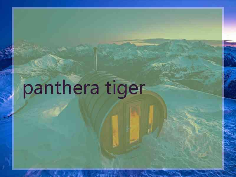 panthera tiger