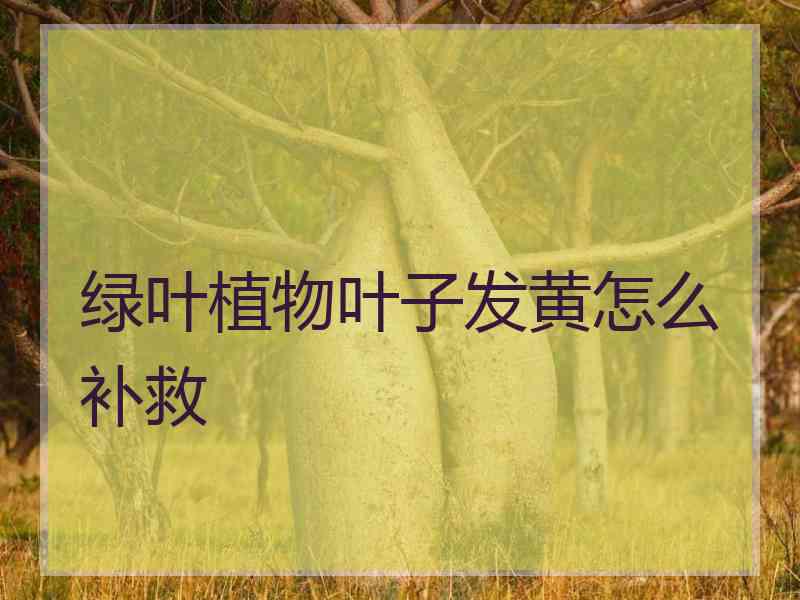 绿叶植物叶子发黄怎么补救