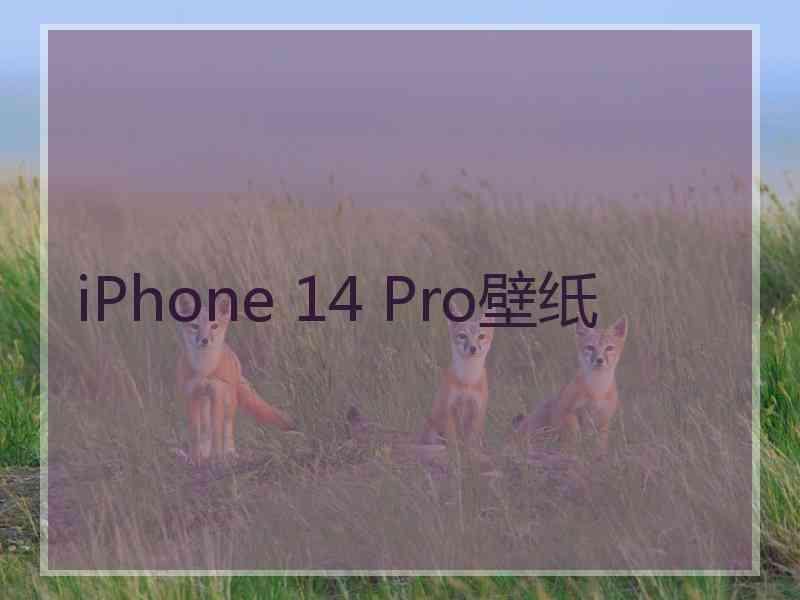 iPhone 14 Pro壁纸