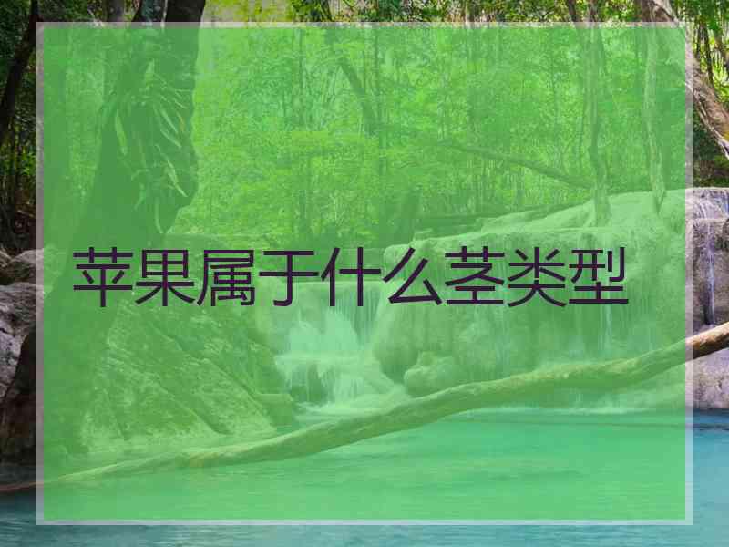 苹果属于什么茎类型